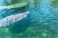 House in Weeki Wachee - Manatee Cove Compound Retreat Star5Vacations